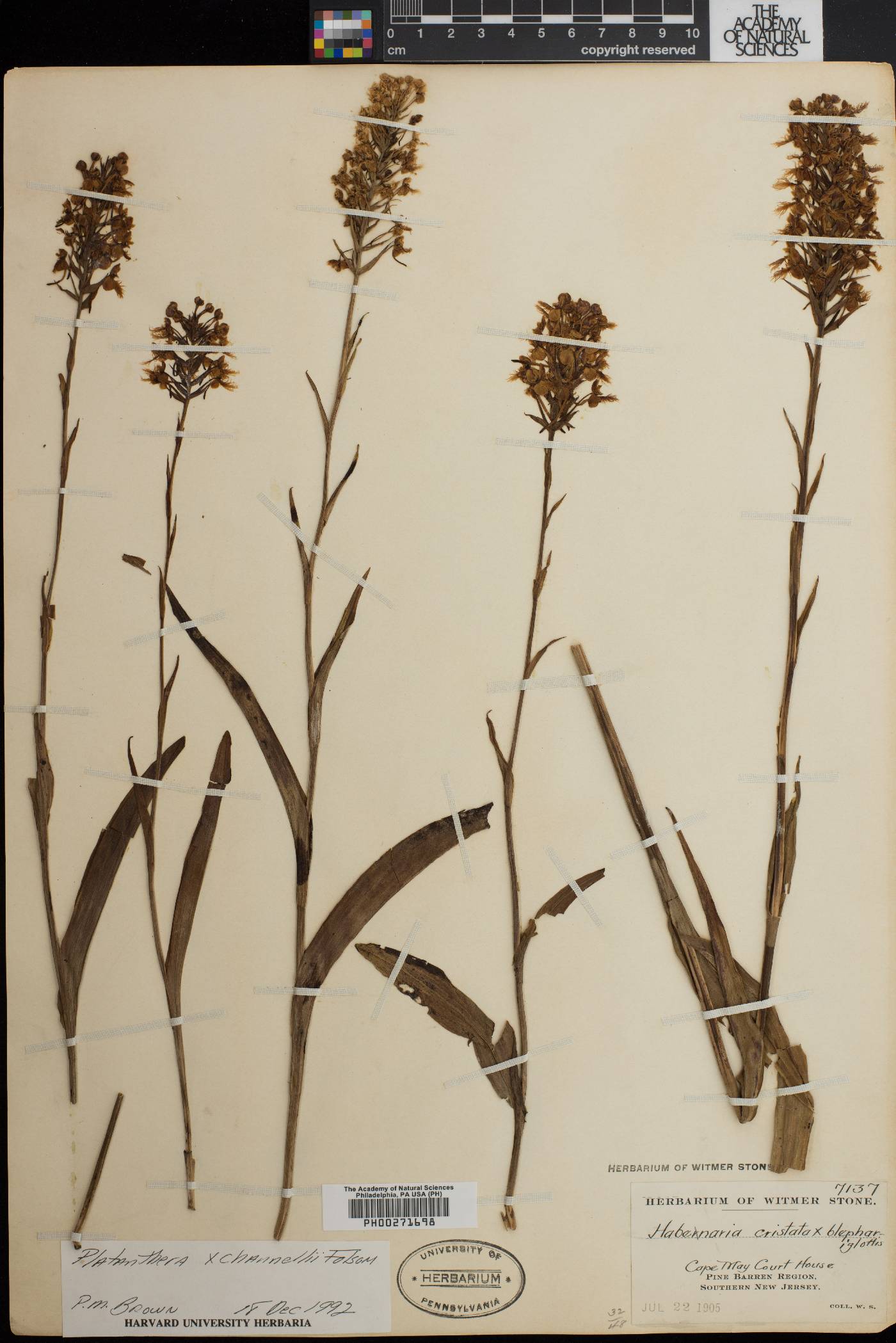 Platanthera x channellii image