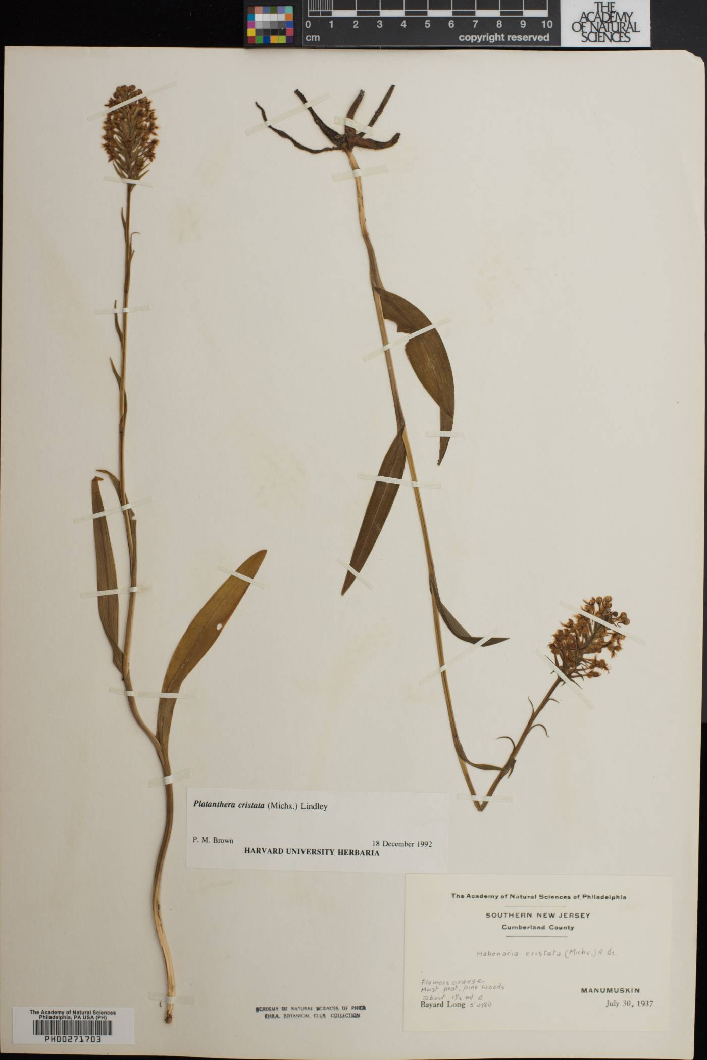 Platanthera cristata image