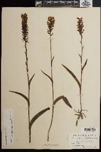 Platanthera cristata image