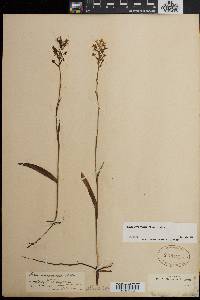 Platanthera cristata image