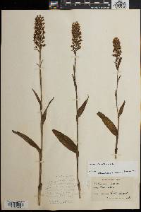 Platanthera cristata image