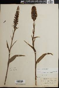 Platanthera cristata image