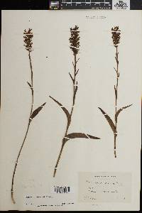 Platanthera cristata image