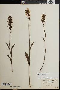 Platanthera cristata image