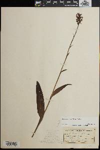 Platanthera cristata image