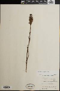 Platanthera cristata image