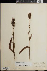 Platanthera cristata image