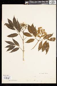 Sambucus racemosa subsp. racemosa image