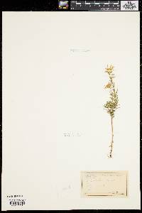 Ionactis linariifolia image