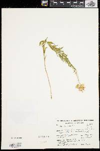 Aster nemoralis image