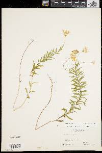 Aster nemoralis image