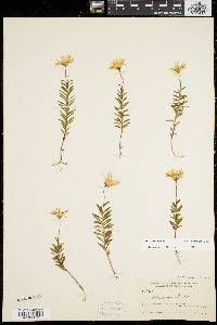 Aster nemoralis image