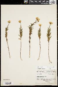 Aster nemoralis image