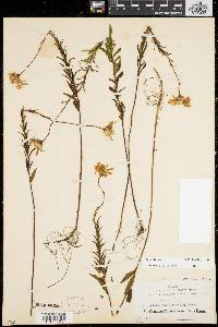 Aster nemoralis image