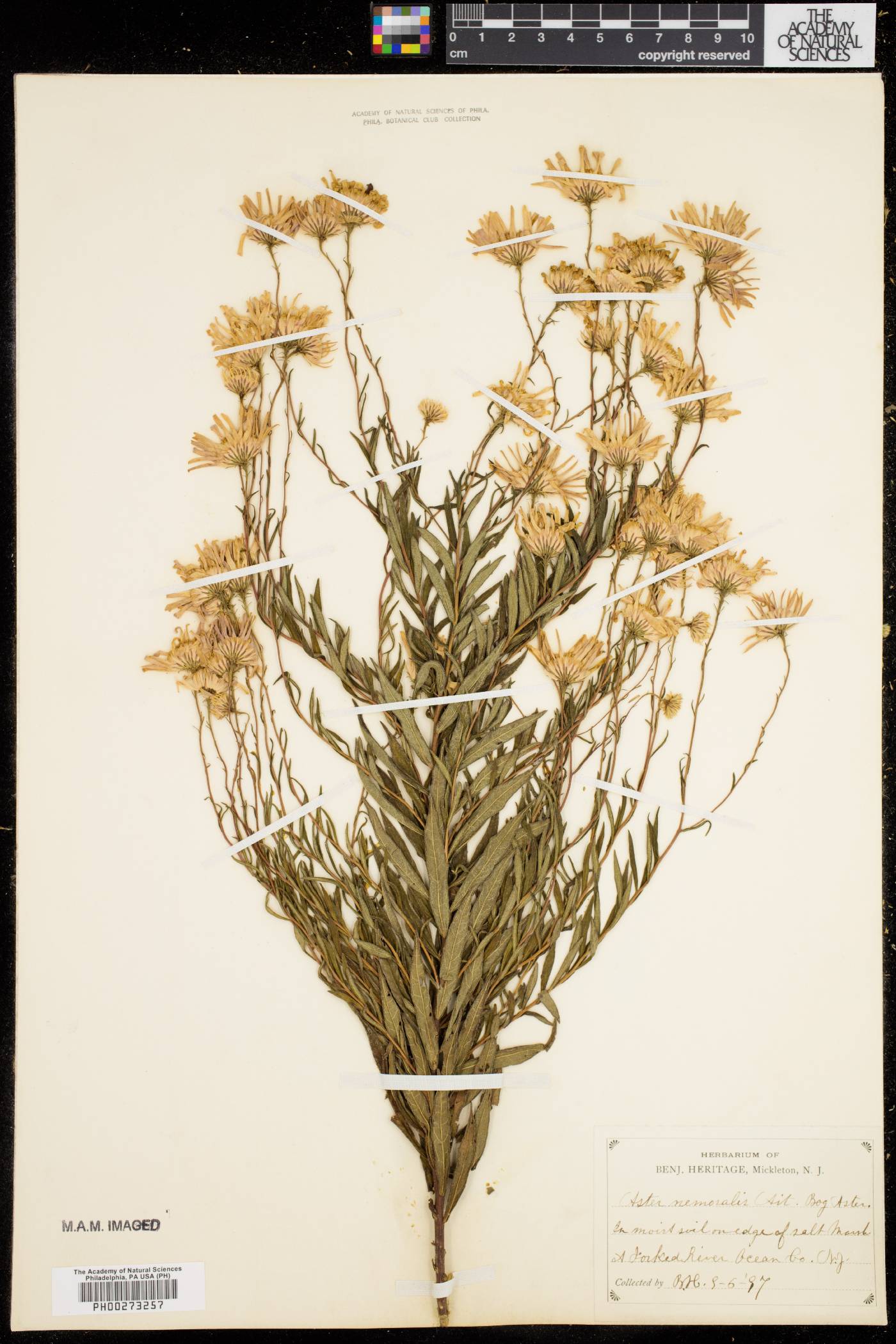 Aster nemoralis image