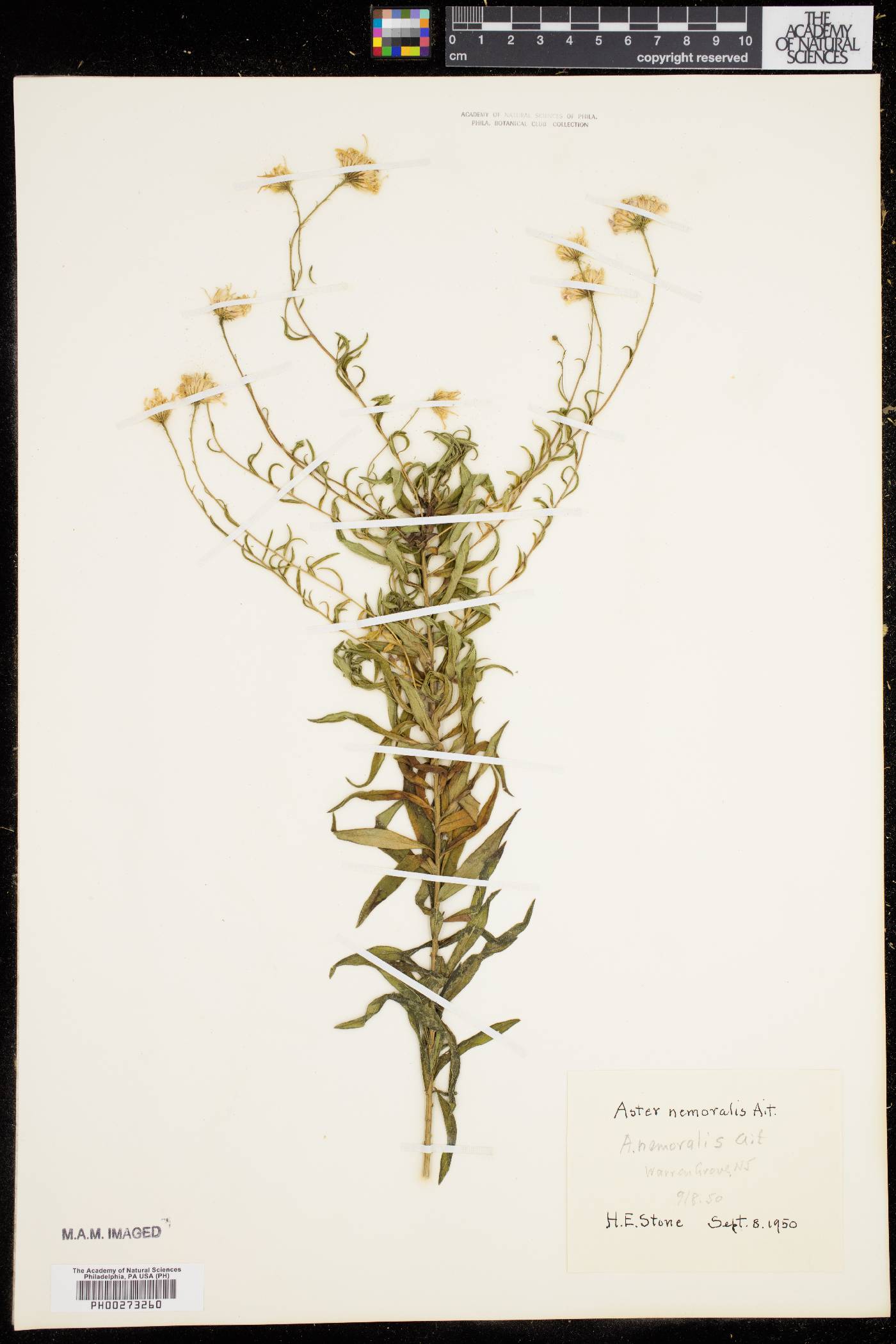 Aster nemoralis image
