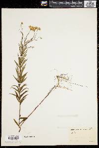 Aster nemoralis image