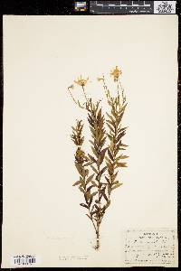 Aster nemoralis image