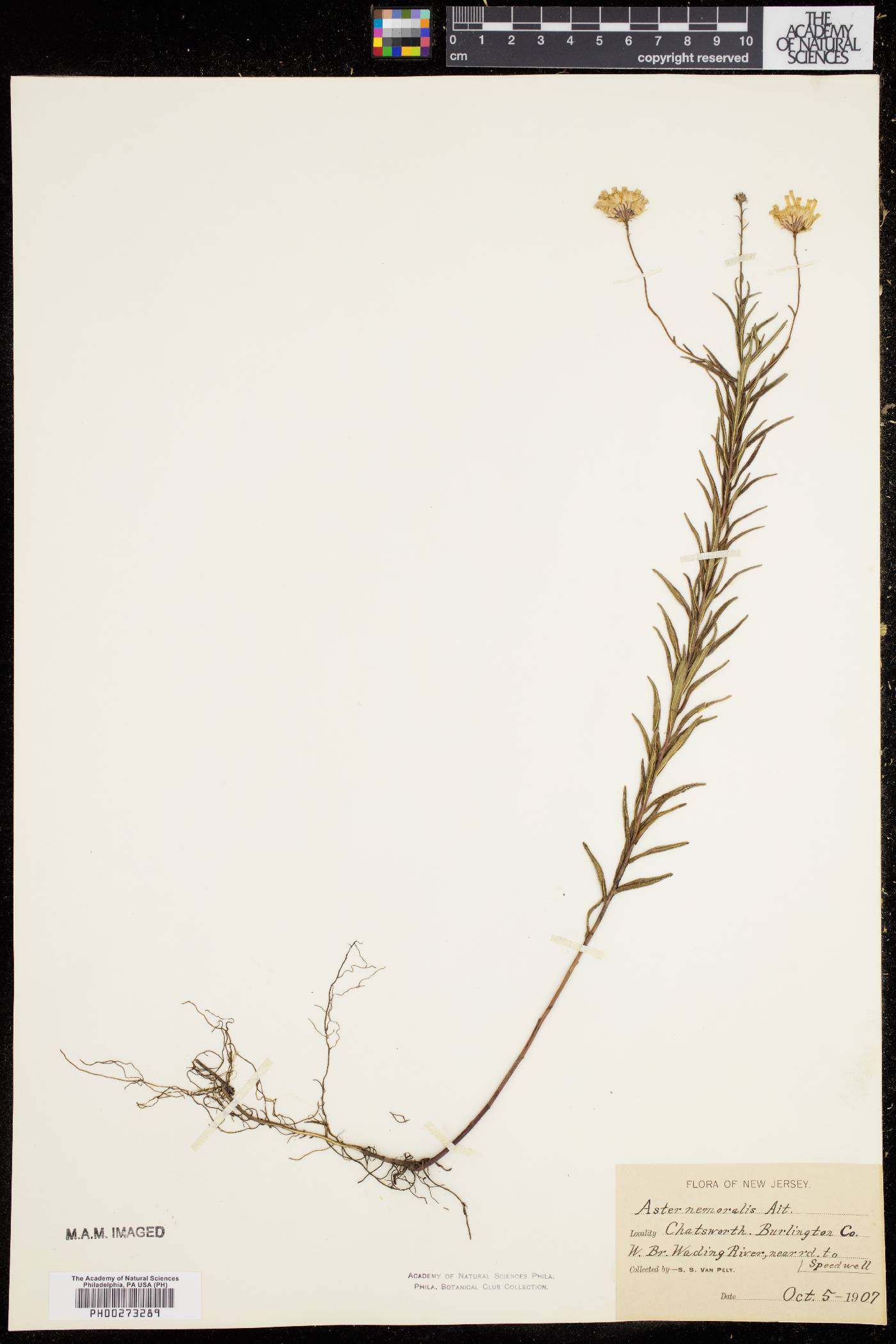 Aster nemoralis image