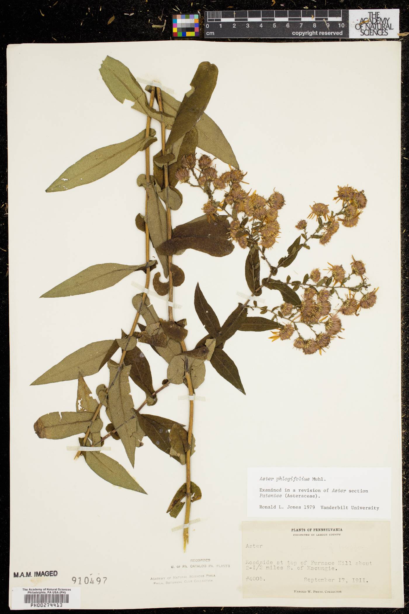 Symphyotrichum phlogifolium image
