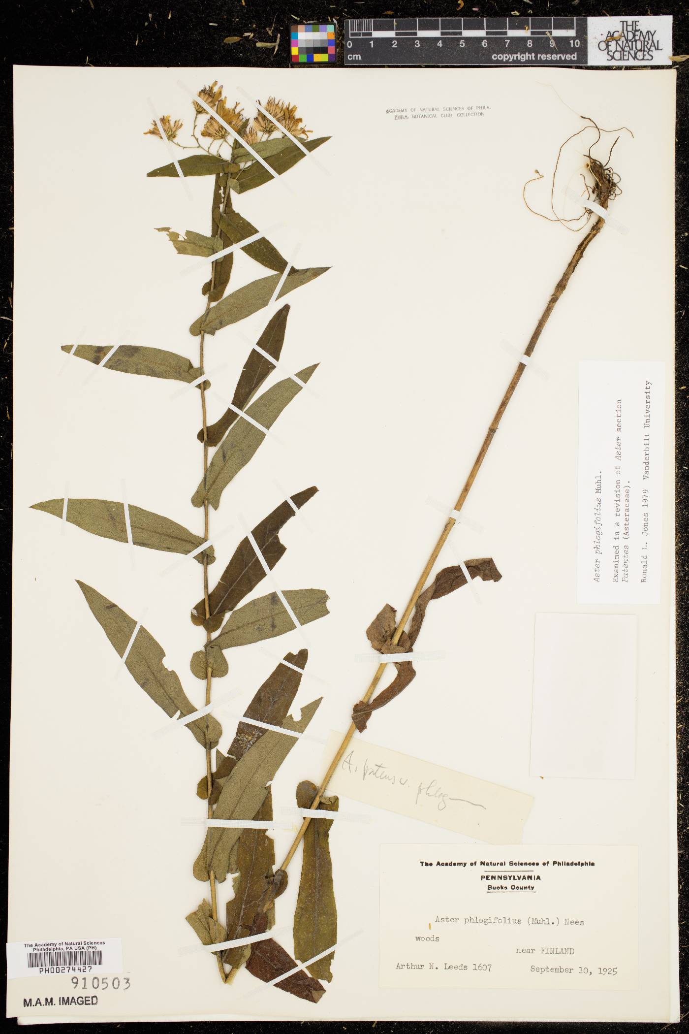 Symphyotrichum phlogifolium image