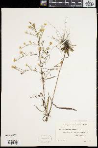 Symphyotrichum pilosum var. pringlei image