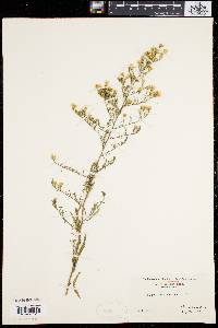 Symphyotrichum pilosum var. pringlei image