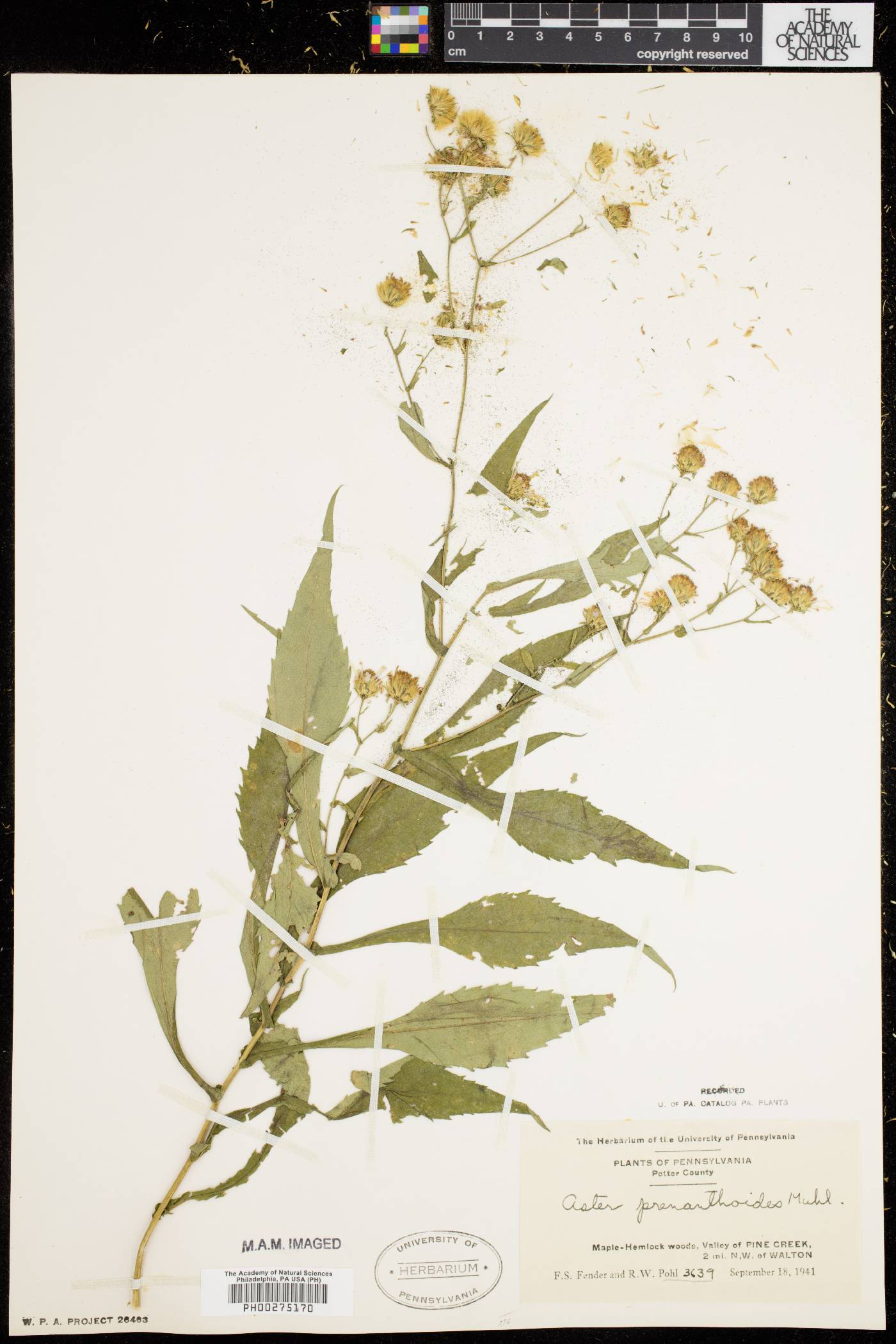 Symphyotrichum prenanthoides image