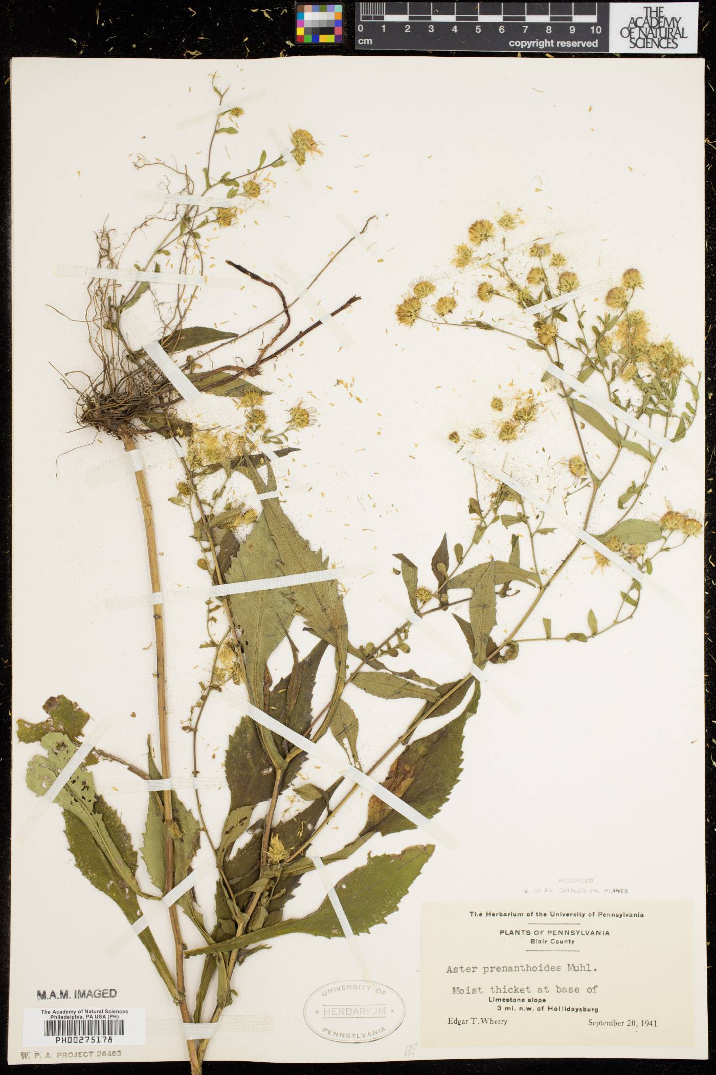 Symphyotrichum prenanthoides image
