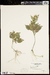 Symphyotrichum prenanthoides image