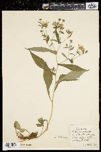 Symphyotrichum prenanthoides image