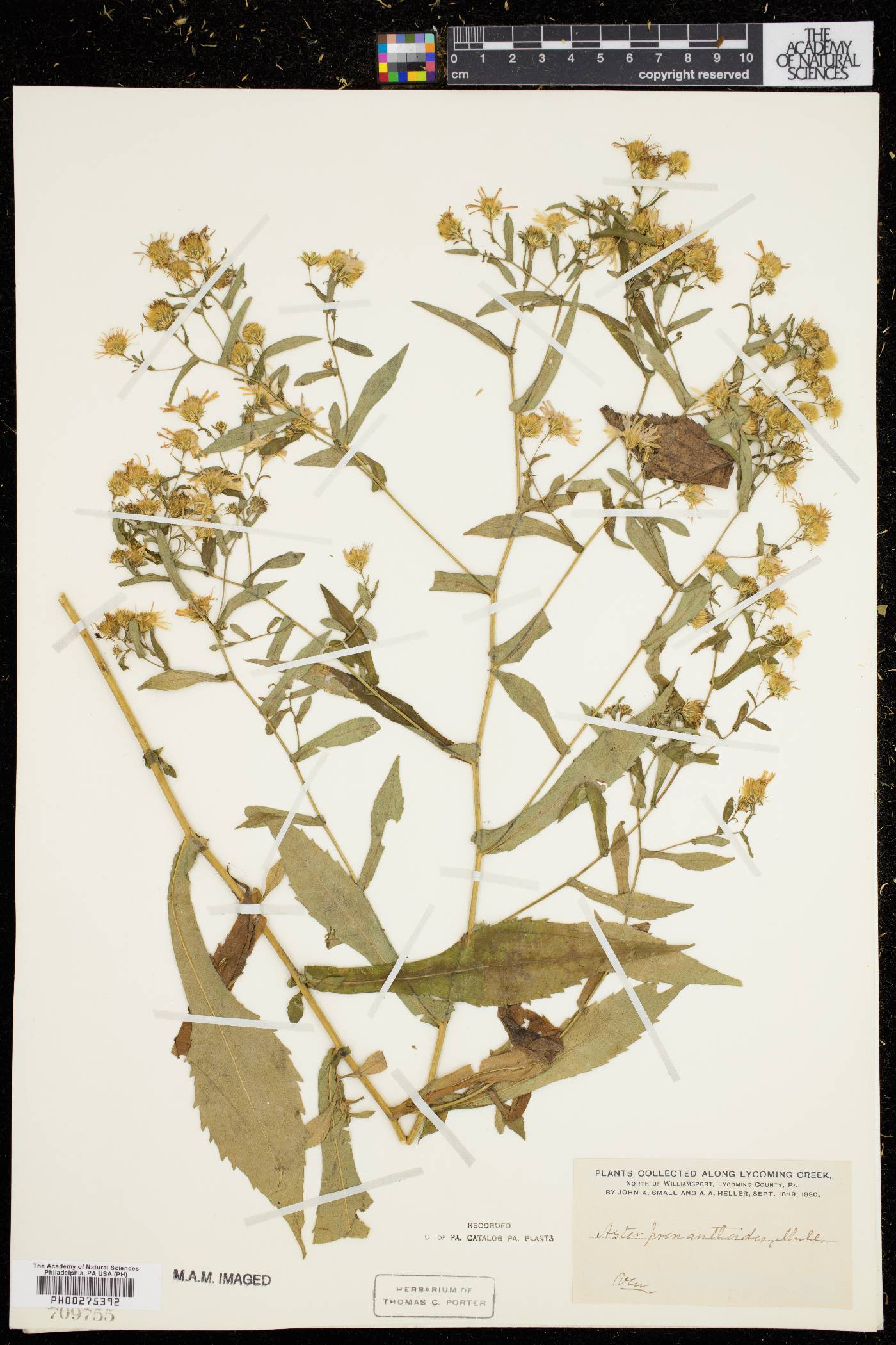Symphyotrichum prenanthoides image