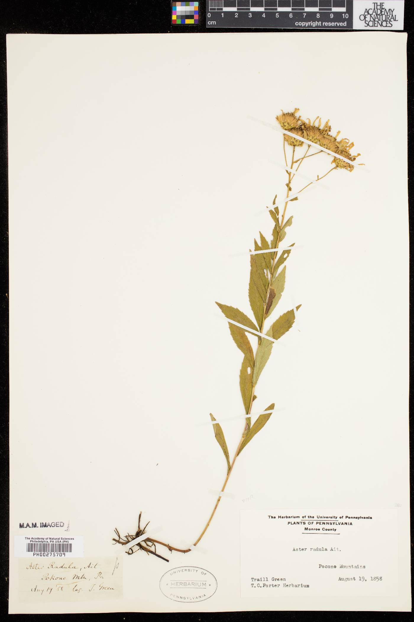 Aster radula image
