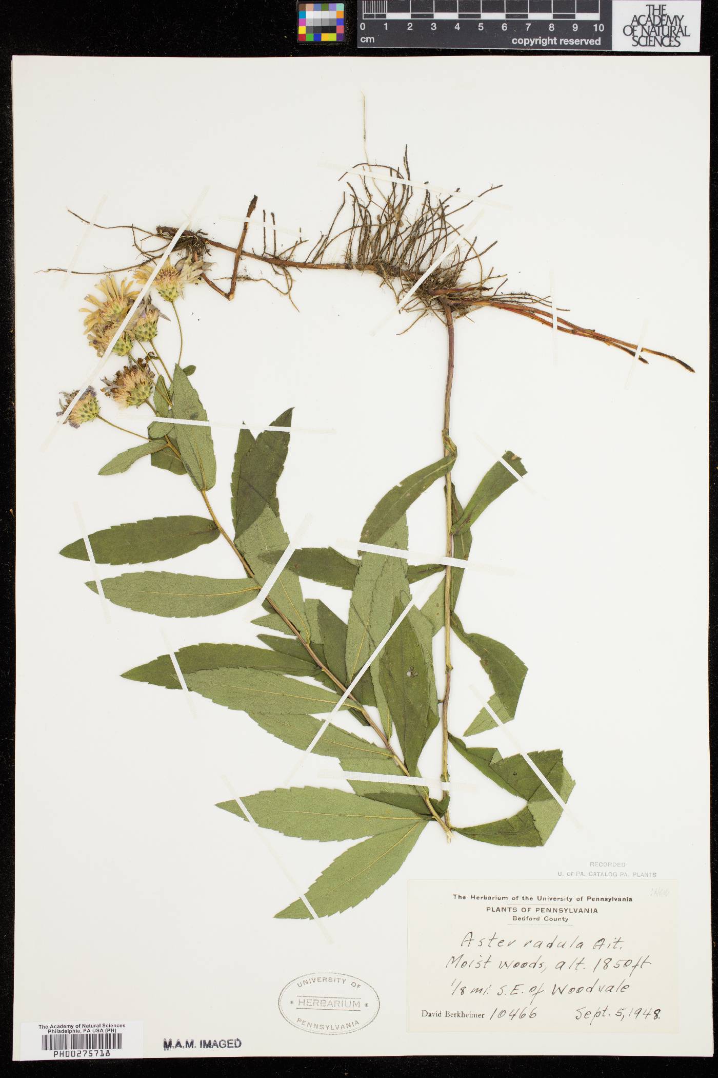 Aster radula image