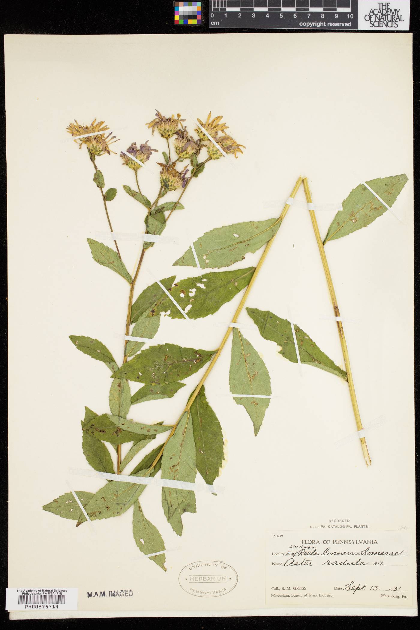 Aster radula image