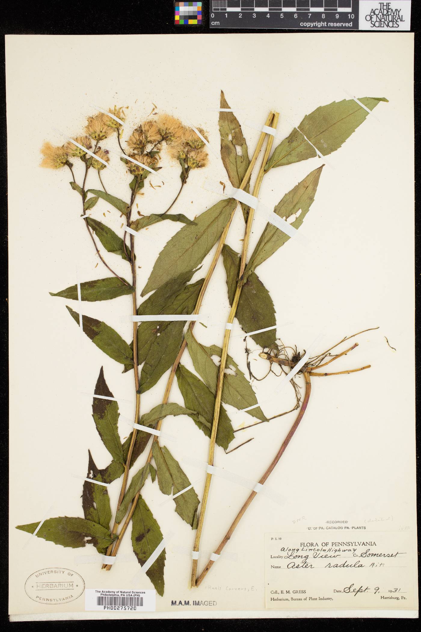 Aster radula image