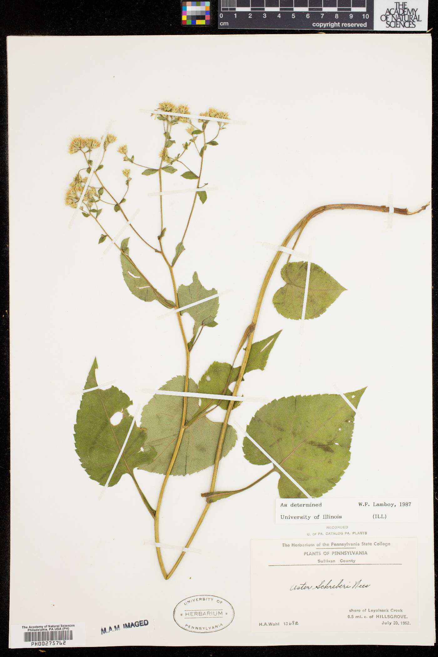 Aster schreberi image