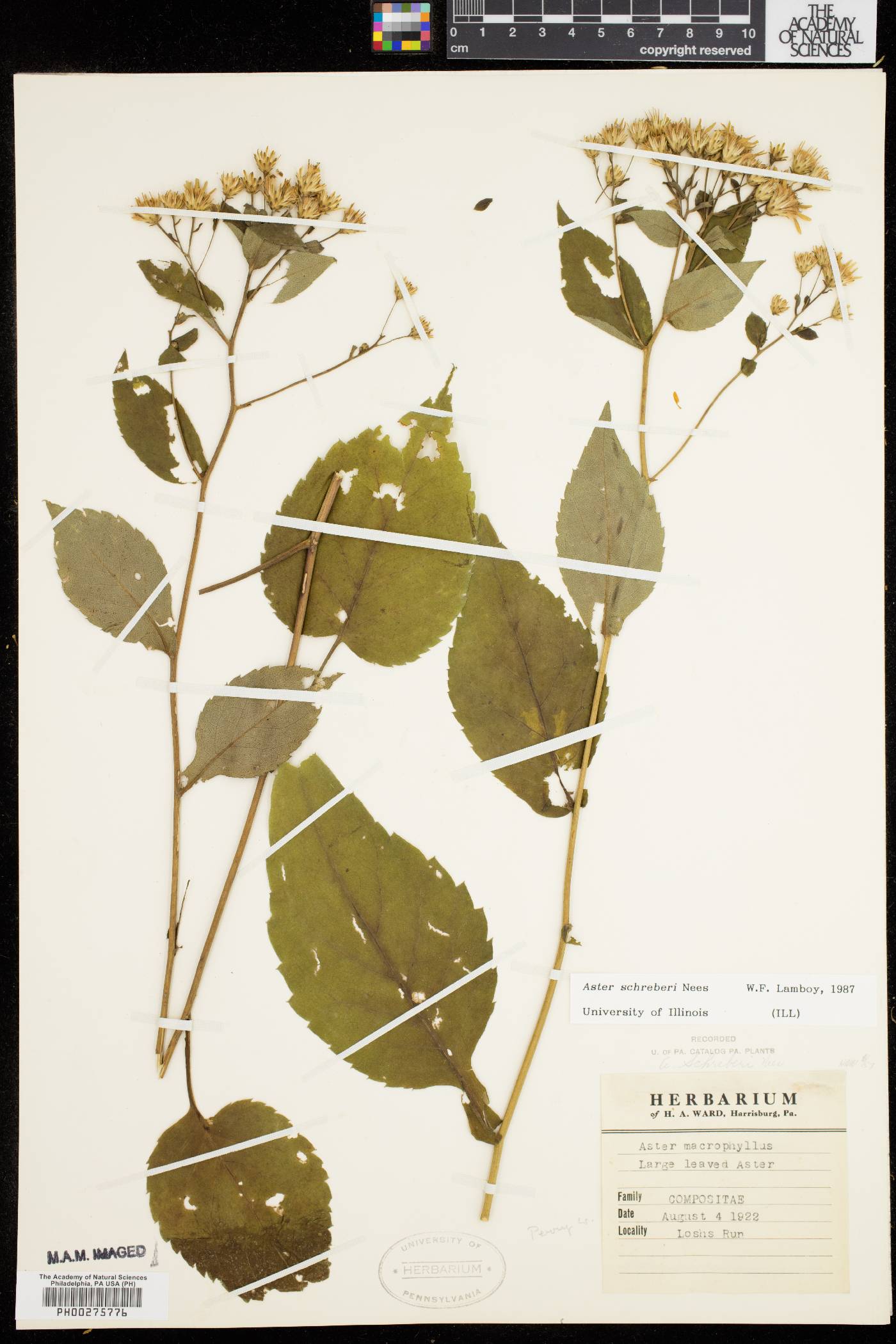 Aster schreberi image