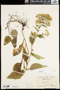 Aster schreberi image