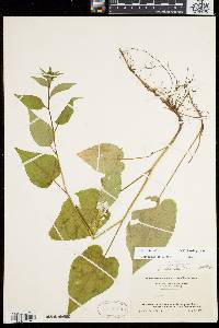 Aster schreberi image