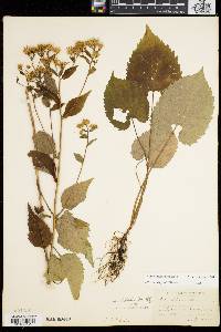 Aster schreberi image