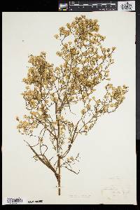 Symphyotrichum subulatum image