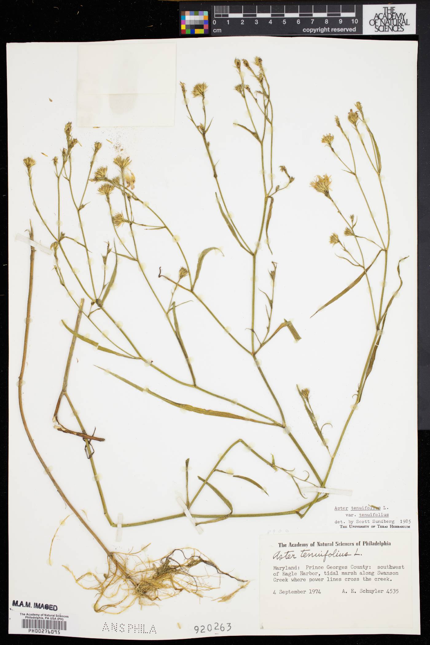 Aster tenuifolius image