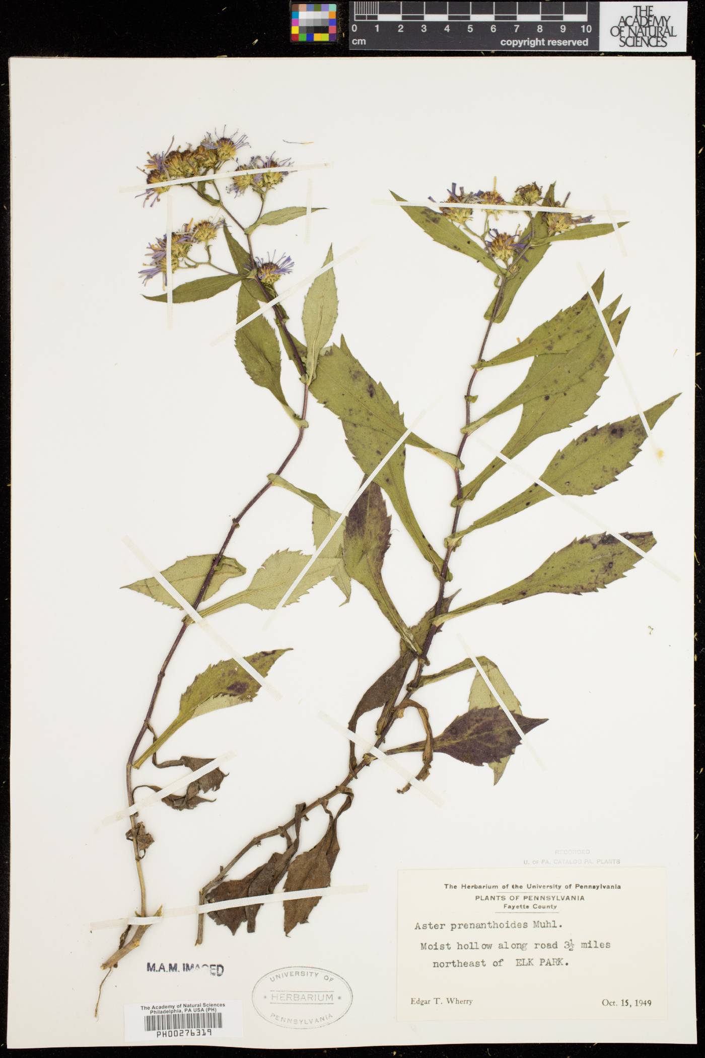 Symphyotrichum prenanthoides image