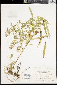 Symphyotrichum lanceolatum var. lanceolatum image