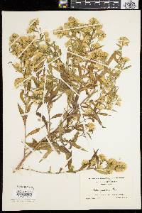 Symphyotrichum lanceolatum var. lanceolatum image