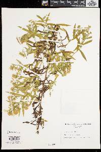 Symphyotrichum lanceolatum var. lanceolatum image