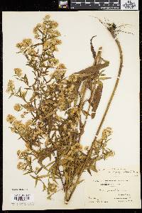 Symphyotrichum lanceolatum var. lanceolatum image