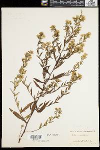 Symphyotrichum lanceolatum var. lanceolatum image