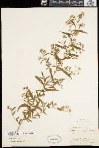 Symphyotrichum lanceolatum var. lanceolatum image